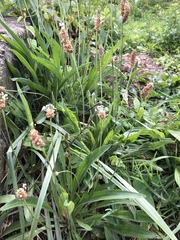 Plantago lanceolata