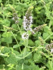 Mentha suaveolens