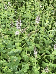 Mentha suaveolens