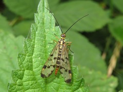 Panorpa germanica