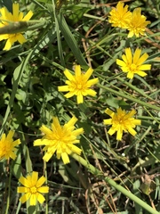 Hypochaeris radicata