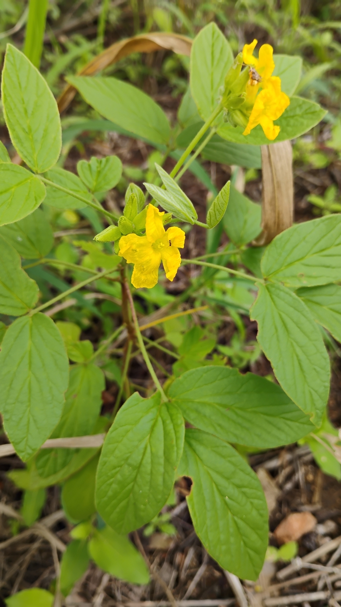 Oxalis psoraleoides