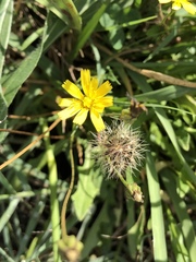 Hypochaeris radicata