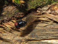 Lonchaea