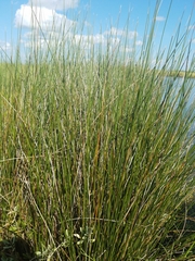Juncus roemerianus