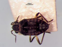 Microvelia pulchella