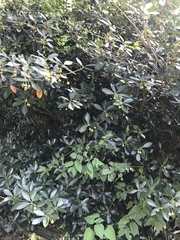 Ternstroemia gymnanthera