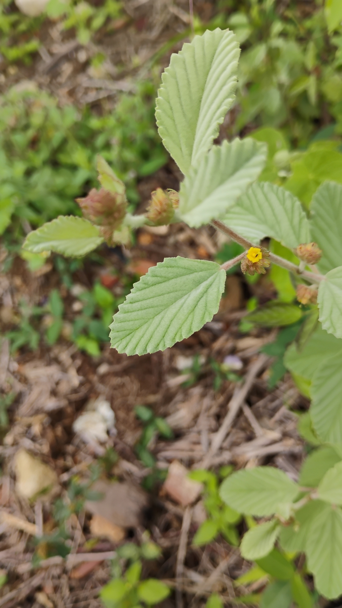 Waltheria rotundifolia