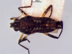 Microvelia pulchella