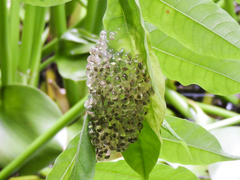 Agalychnis dacnicolor