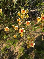 Leucadendron discolor
