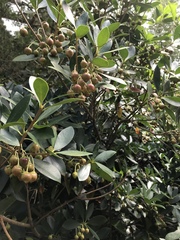 Ternstroemia gymnanthera