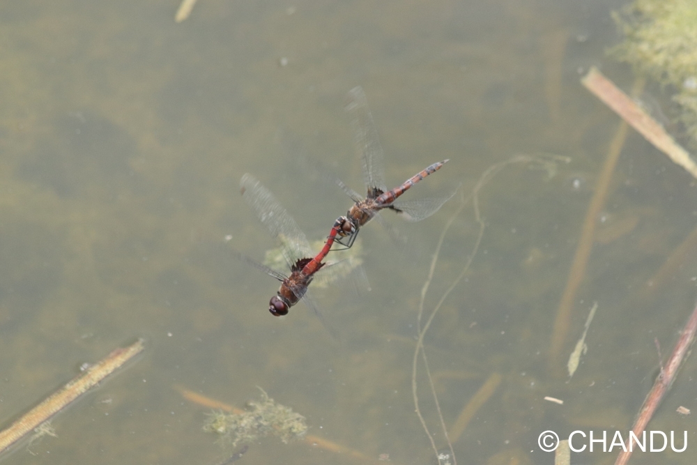 Black Marsh Trotter