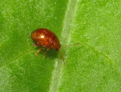 Sphaeroderma testaceum
