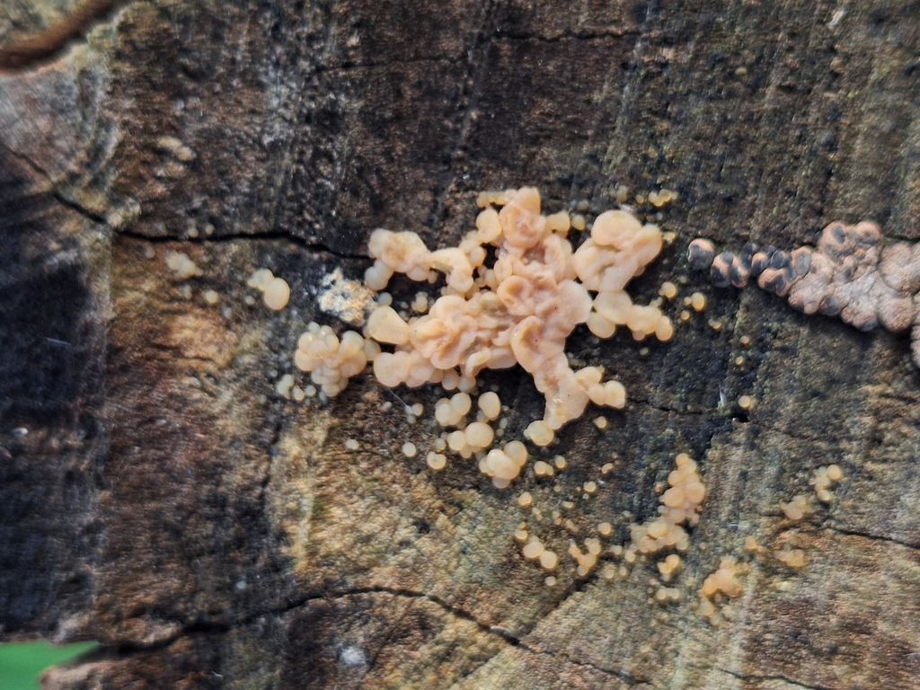 Protohydnum pululahuanum · May 2025 · photo: © rocio_pose (iNaturalist, cc-by)