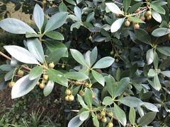 Ternstroemia gymnanthera