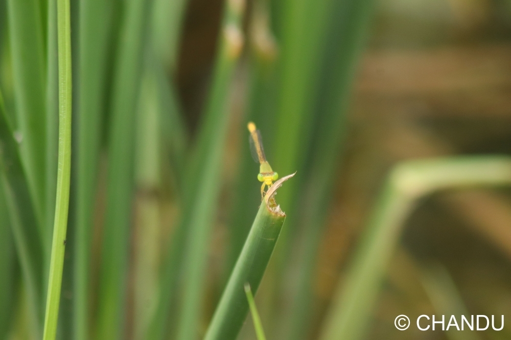 Coromandel Marsh Dart