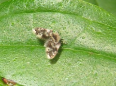 Clytocerus splendidus