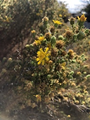 Deinandra minthornii