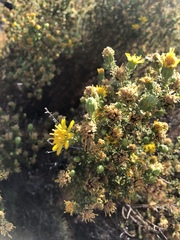 Deinandra minthornii