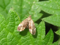 Anthophila fabriciana