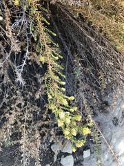 Deinandra minthornii