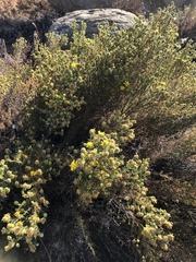 Deinandra minthornii