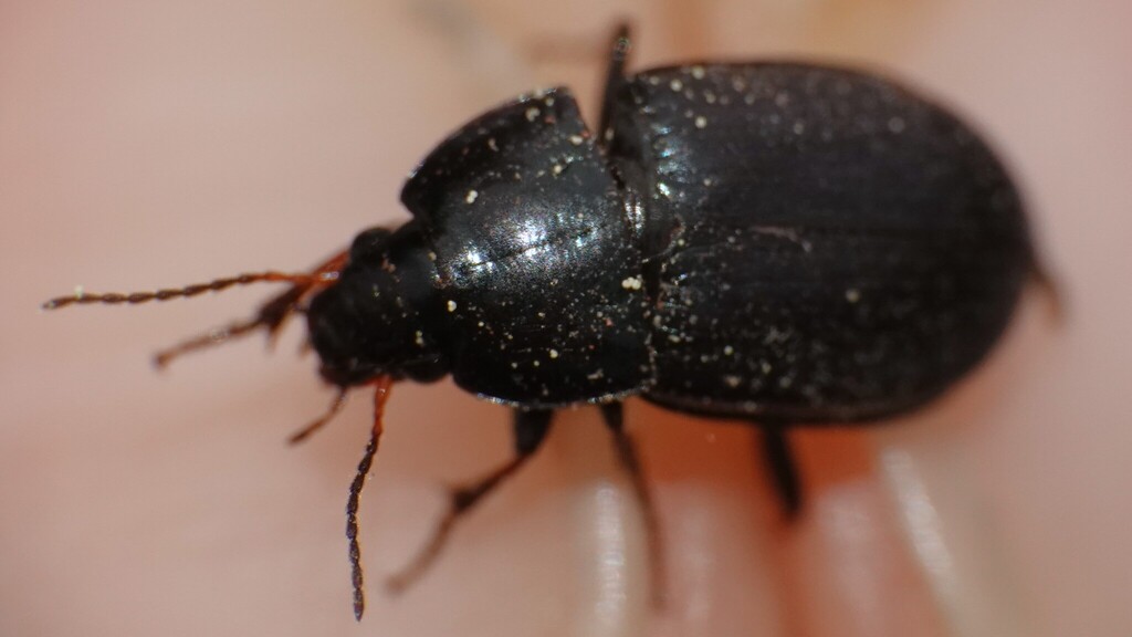 Ground Beetles from Pine Tree Villa, Sargheen, Shimla, Himachal Pradesh ...
