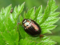 Chrysolina americana