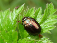 Chrysolina americana