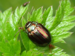 Chrysolina americana