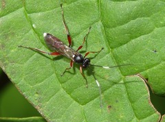 Vulgichneumon saturatorius