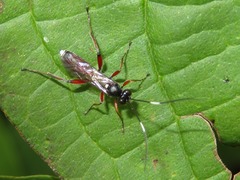Vulgichneumon saturatorius