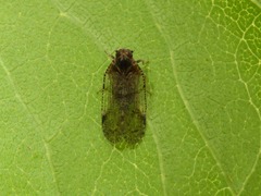 Cixius distinguendus