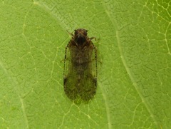 Cixius distinguendus