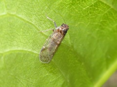 Cixius distinguendus