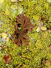 Azolla cristata