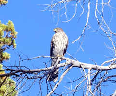 Accipiter chilensis