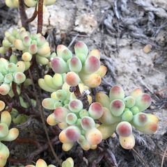 Sedum pachyphyllum