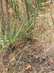 Phoenix dactylifera