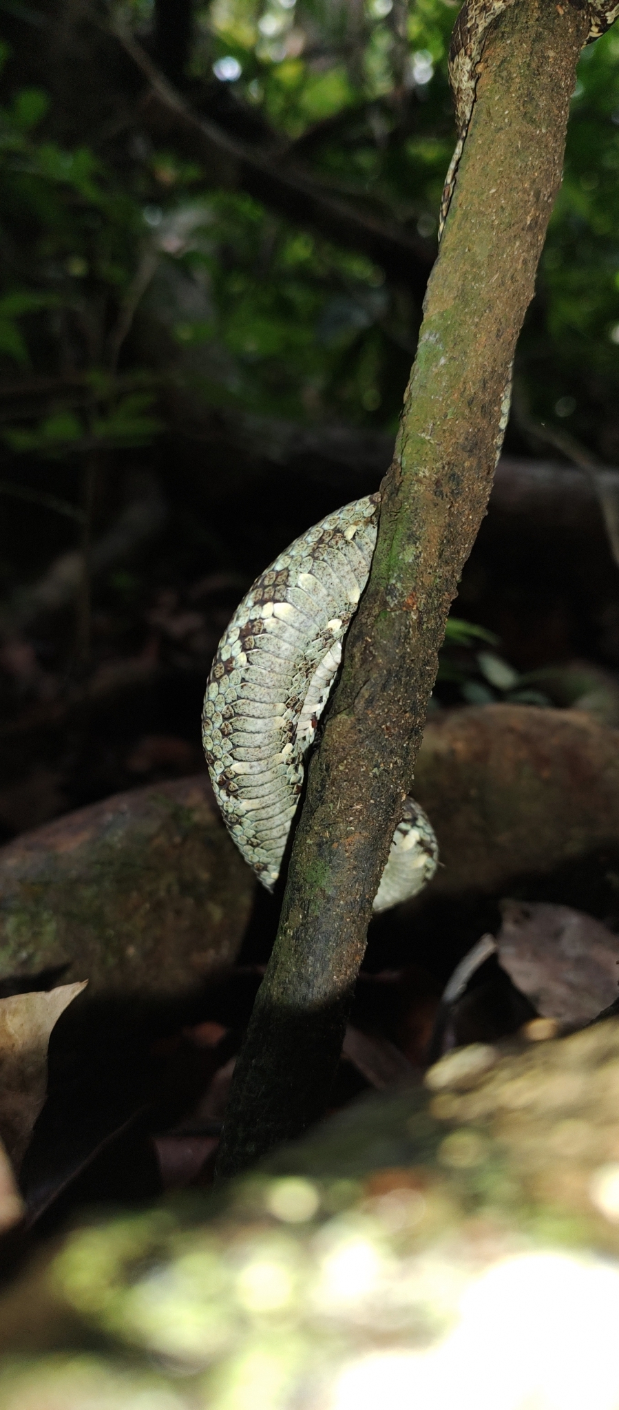Malabarian pit viper
