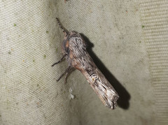 Lithomoia germana