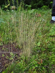 Festuca filiformis