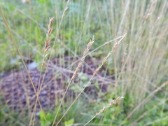Festuca filiformis