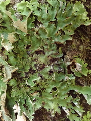 Pseudocyphellaria chloroleuca