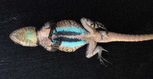 Graphic Spiny Lizard