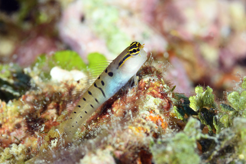 Randalls slijmvis (Ecsenius randalli) — Blenniidae
