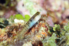 Randall's Coralblenny photo 1