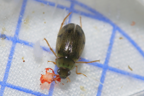 Berosus jaechi