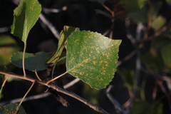 Melampsora occidentalis